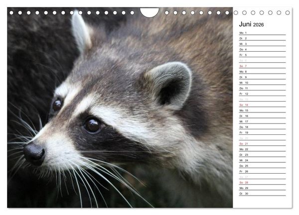 Produktbild: Der kleine R&auml;uber mit Maske - Waschb&auml;ren (Wandkalender 2026 DIN A4 quer), CALVENDO Monatskalender