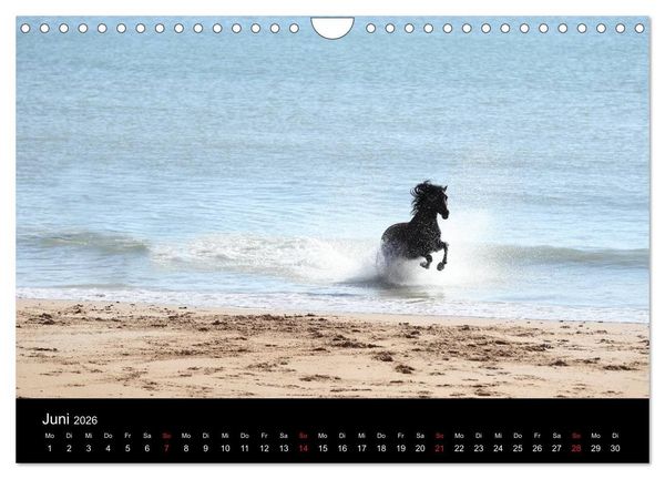 Produktbild: Caballos Spanische Pferde 2026 (Wandkalender 2026 DIN A4 quer), CALVENDO Monatskalender