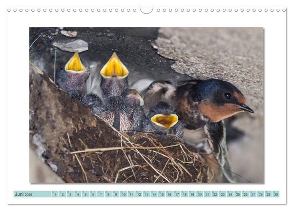 Produktbild: Augenblicke im M&uuml;ritz Nationalpark (Wandkalender 2026 DIN A3 quer), CALVENDO Monatskalender