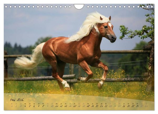 Produktbild: Haflinger-Pferde in Reinzucht (Wandkalender 2026 DIN A4 quer), CALVENDO Monatskalender