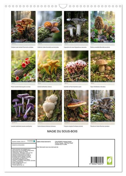 Produktbild: MAGIE DU SOUS-BOIS (Calendrier mural 2027 DIN A3 horizontal), CALVENDO calendrier mensuel
