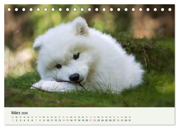 Produktbild: Kleine Samojeden - Eisb&auml;rchen Abenteuer im M&auml;rchenwald (Tischkalender 2026 DIN A5 quer), CALVENDO Monatskalender