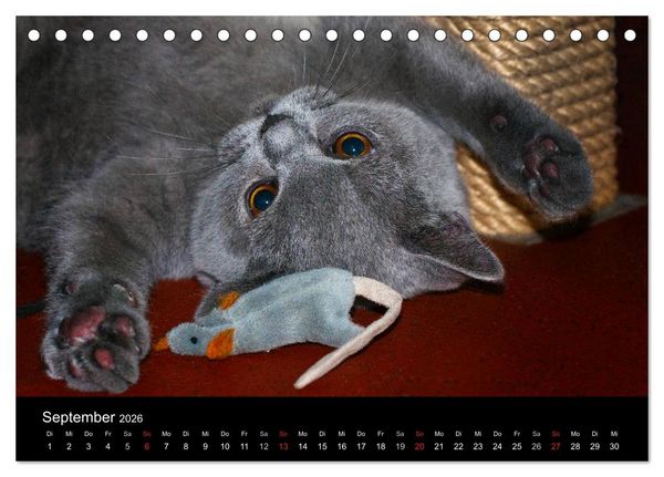 Produktbild: B&auml;rige Schmusetiger - Britisch Kurzhaar (Tischkalender 2026 DIN A5 quer), CALVENDO Monatskalender