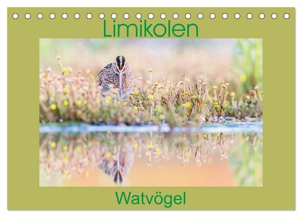 Produktbild: Limikolen - Watv&ouml;gel aus Europa (Tischkalender 2027 DIN A5 quer), CALVENDO Monatskalender