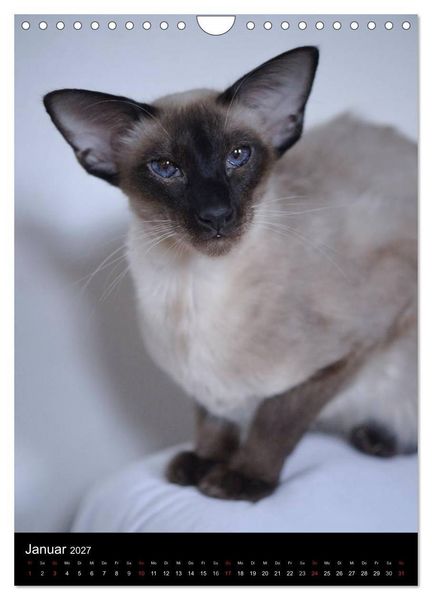 Produktbild: Orientalische Katzen 2027 (Wandkalender 2027 DIN A4 hoch), CALVENDO Monatskalender