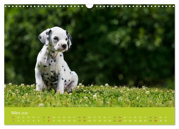 Produktbild: Welpen im Fr&uuml;hling (Wandkalender 2026 DIN A3 quer), CALVENDO Monatskalender
