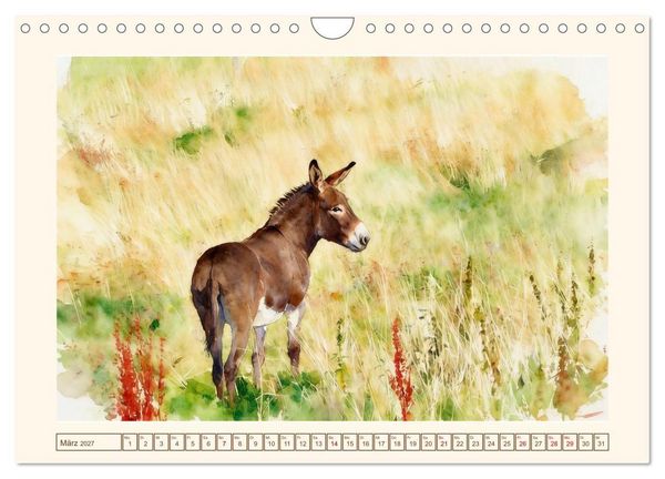 Produktbild: Esel - Treue Begleiter seit &uuml;ber 5000 Jahren (Wandkalender 2027 DIN A4 quer), CALVENDO Monatskalender