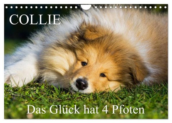 Collie - Das Glück hat 4 Pfoten (Wandkalender 2026 DIN A4 quer), CALVENDO Monatskalender