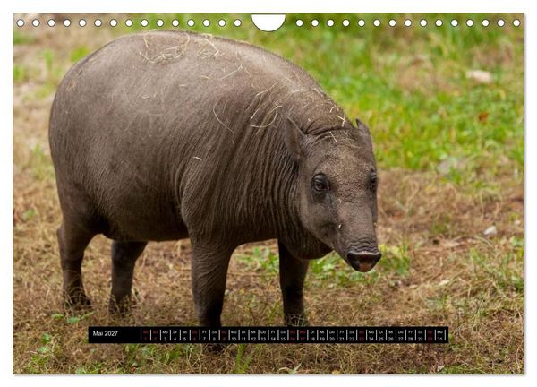 Produktbild: Schweinereien (Wandkalender 2027 DIN A4 quer), CALVENDO Monatskalender