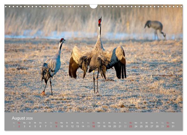 Produktbild: Kraniche in Vorpommern (Wandkalender 2026 DIN A3 quer), CALVENDO Monatskalender