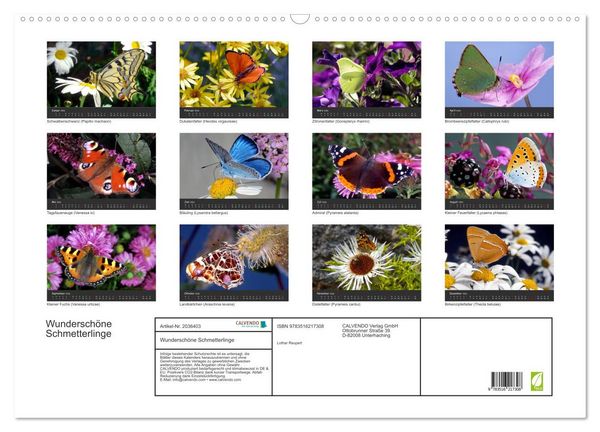 Produktbild: Wundersch&ouml;ne Schmetterlinge (Wandkalender 2026 DIN A2 quer), CALVENDO Monatskalender