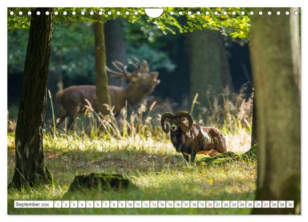 Produktbild: Emotionale Momente: Muffelwild. (Wandkalender 2026 DIN A4 quer), CALVENDO Monatskalender
