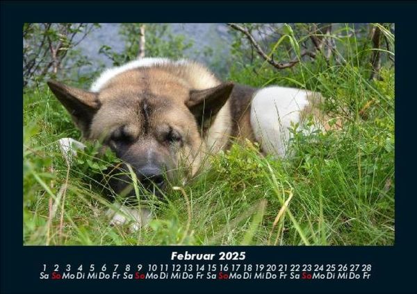 Produktbild: Der Hundekalender 2025 Fotokalender DIN A5