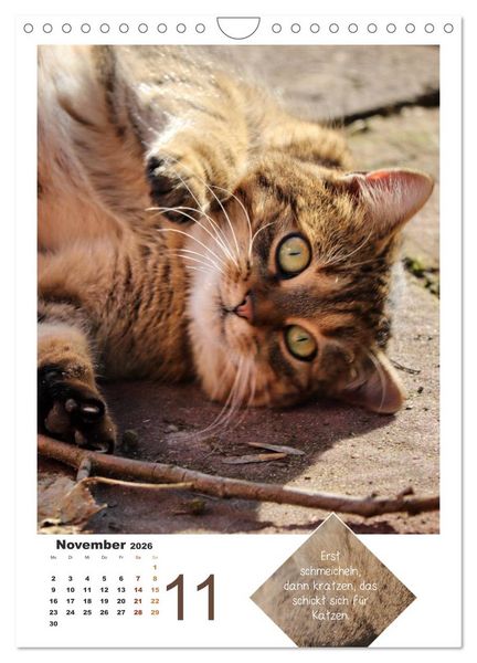 Produktbild: Wilde T&auml;tzchen, sanfte Pf&ouml;tchen (Wandkalender 2026 DIN A4 hoch), CALVENDO Monatskalender