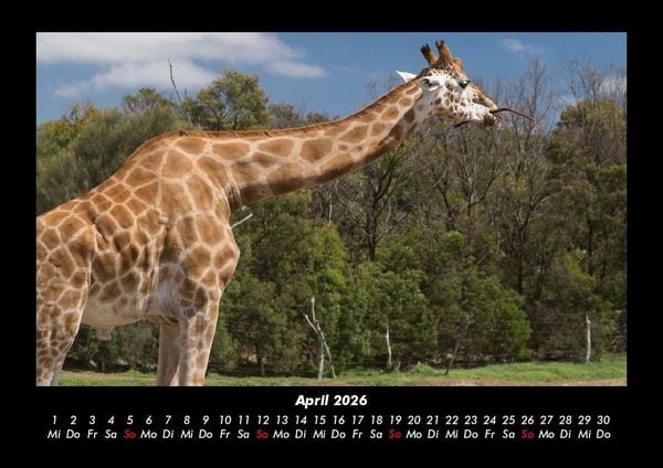 Produktbild: Giraffen 2026 Fotokalender DIN A3