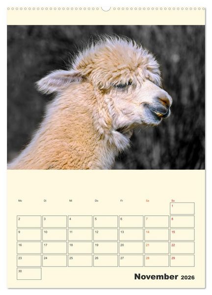 Produktbild: Putzige Alpakas (hochwertiger Premium Wandkalender 2026 DIN A2 hoch), Kunstdruck in Hochglanz