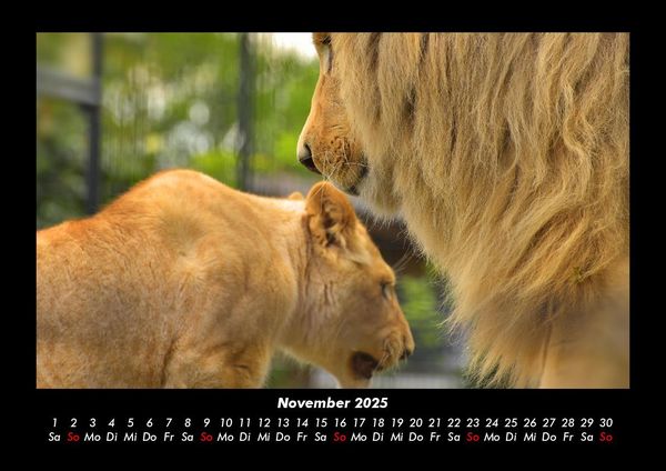 Produktbild: Welt der Tiere 2025 Fotokalender DIN A3