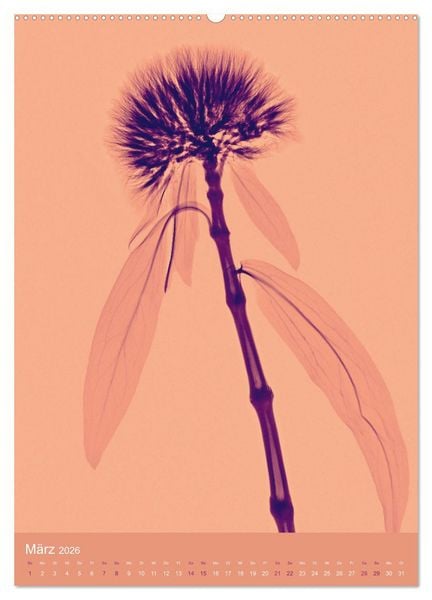 Produktbild: Durchleuchtete Blumenwelt 2026 (Wandkalender 2026 DIN A2 hoch), CALVENDO Monatskalender
