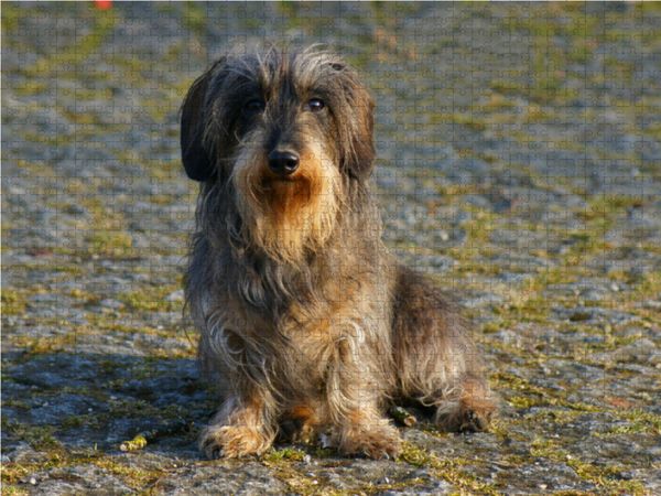 CALVENDO 1000 Teile Puzzle „Tibet-Terrier“ – Motivgröße 64x48 Cm, Hochwertige Stanzung, Matte Oberfläche, Für Erwachsene & Puzzle-Fans