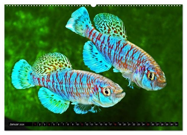 Produktbild: Killifische &ndash; Bunte Fische Afrikas (hochwertiger Premium Wandkalender 2026 DIN A2 quer), Kunstdruck in Hochglanz