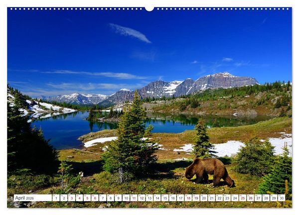 Produktbild: KANADA - Die B&auml;ren der Rocky Mountains (hochwertiger Premium Wandkalender 2026 DIN A2 quer), Kunstdruck in Hochglanz