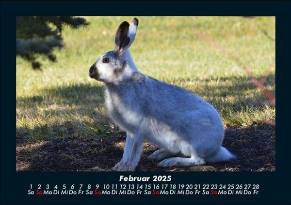 Produktbild: Waldbewohner 2025 Fotokalender DIN A5