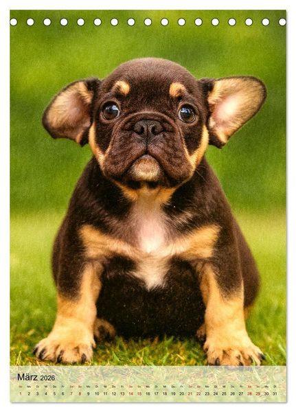 Produktbild: Frenchies Love &ndash; Kleine Schnuten ganz gro&szlig; - Franz&ouml;sische Bulldoggen Welpen unwiderstehlich s&uuml;&szlig; (Tischkalender 2026 DIN A5 hoch), CALVENDO Monatskalender