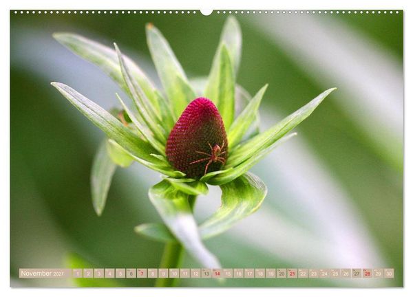 Produktbild: Faszinierende Pflanzenwelt (Wandkalender 2027 DIN A2 quer), CALVENDO Monatskalender