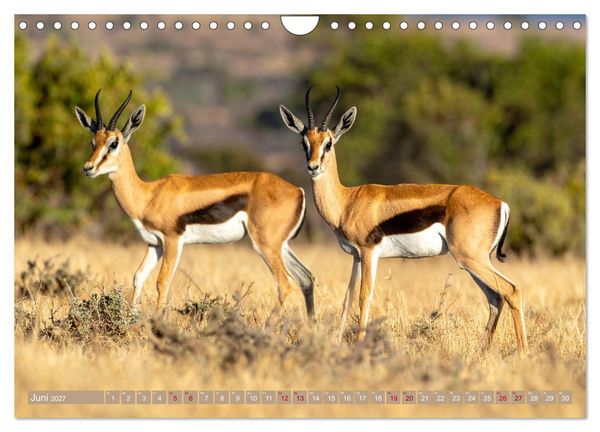 Produktbild: Antilopenzauber (Wandkalender 2027 DIN A4 quer), CALVENDO Monatskalender