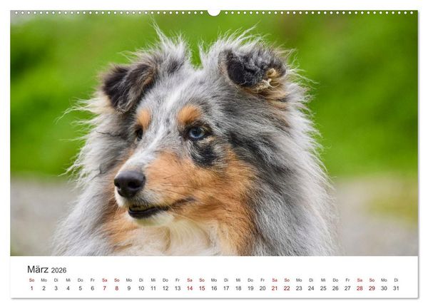 Produktbild: Shelties - Die zuckers&uuml;&szlig;en Vierbeiner. (hochwertiger Premium Wandkalender 2026 DIN A2 quer), Kunstdruck in Hochglanz