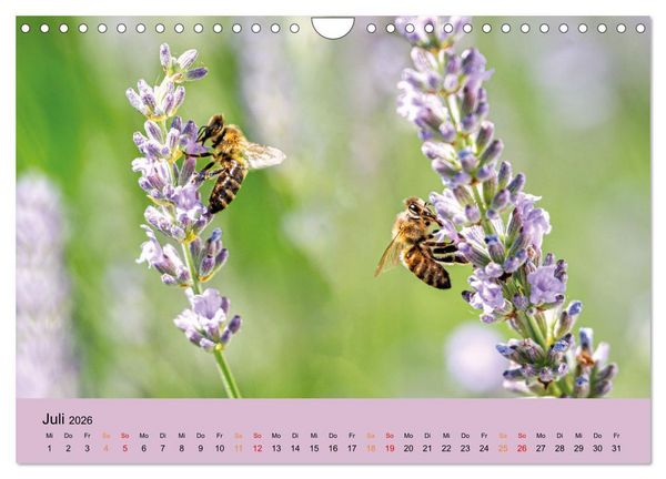 Produktbild: Bezaubernde Tierwelt in freier Natur (Wandkalender 2026 DIN A4 quer), CALVENDO Monatskalender