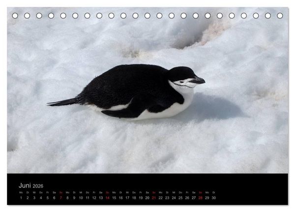 Produktbild: Antarktische Impressionen (Tischkalender 2026 DIN A5 quer), CALVENDO Monatskalender