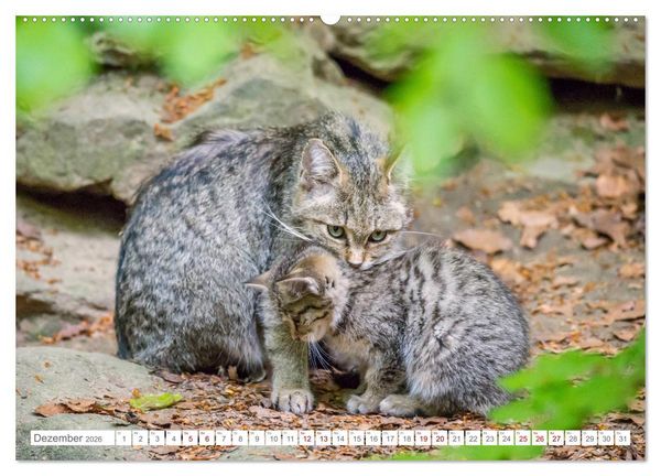 Produktbild: Wildkatzenbabys - wild und zuckers&uuml;&szlig;. (Wandkalender 2026 DIN A2 quer), CALVENDO Monatskalender