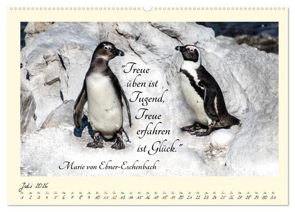 Produktbild: Gl&uuml;cksmomente Gl&uuml;cks-Zitate zu Fotos der gro&szlig;artigen s&uuml;dafrikanischen Tierwelt (Wandkalender 2026 DIN A2 quer), CALVENDO Monatskalender