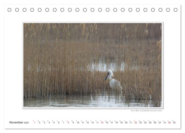 Produktbild: Neusiedler See / CH-Version (Tischkalender 2026 DIN A5 quer), CALVENDO Monatskalender