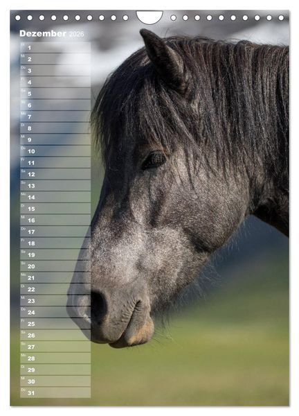 Produktbild: Mein ISLANDPFERDE Planer - Geburtstage, Hof-Feste, Turniere (Wandkalender 2026 DIN A4 hoch), CALVENDO Monatskalender