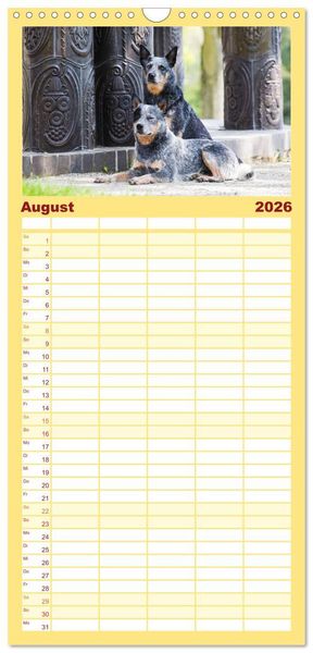 Produktbild: Familienplaner 2026 - Australian Cattle Dogs zwischen Kunst und Kultur mit 5 Spalten (Wandkalender, 21 x 45 cm) CALVENDO