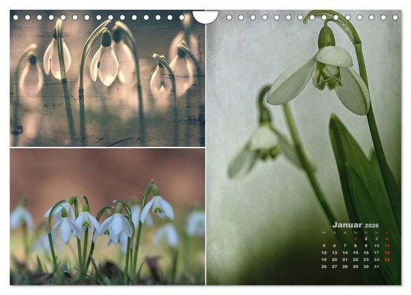 Produktbild: Blumenreise 2026 (Wandkalender 2026 DIN A4 quer), CALVENDO Monatskalender