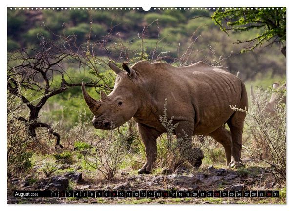 Produktbild: Afrikas Tierwelt: Nash&ouml;rner (Wandkalender 2026 DIN A2 quer), CALVENDO Monatskalender