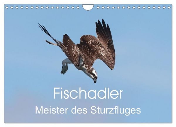 Fischadler - Meister des Sturzfluges (Wandkalender 2026 DIN A4 quer), CALVENDO Monatskalender