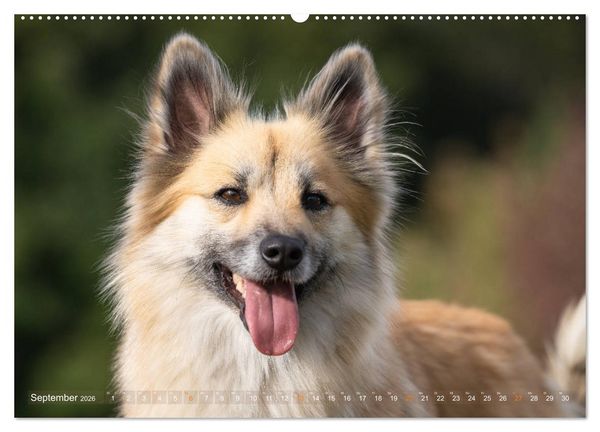 Produktbild: Islandhunde im Portrait (hochwertiger Premium Wandkalender 2026 DIN A2 quer), Kunstdruck in Hochglanz