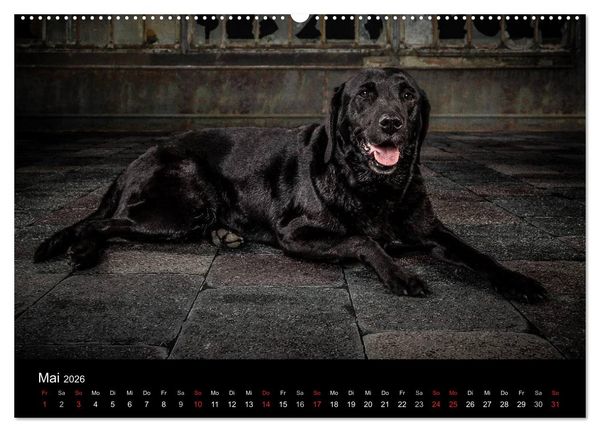 Produktbild: Urban Dogs - Hundekalender der anderen Art (Wandkalender 2026 DIN A2 quer), CALVENDO Monatskalender