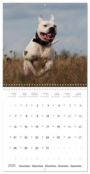Produktbild: American Bulldog (Wall Calendar 2026 12 &times; 12 Inch) CALVENDO 12 Month Wall Calendar