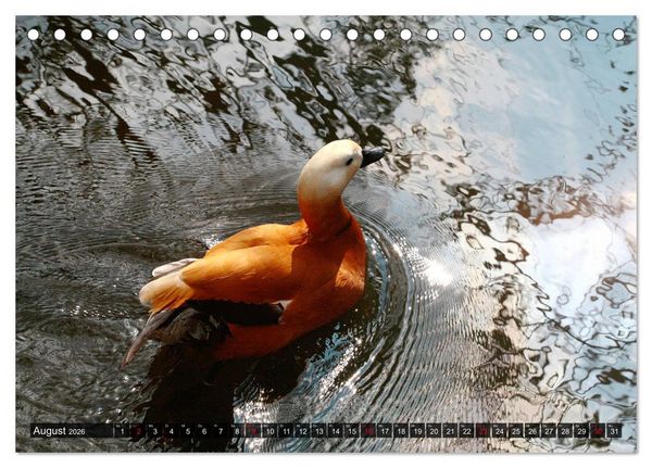 Produktbild: Tierisch gut: Wasserv&ouml;gel (Tischkalender 2026 DIN A5 quer), CALVENDO Monatskalender