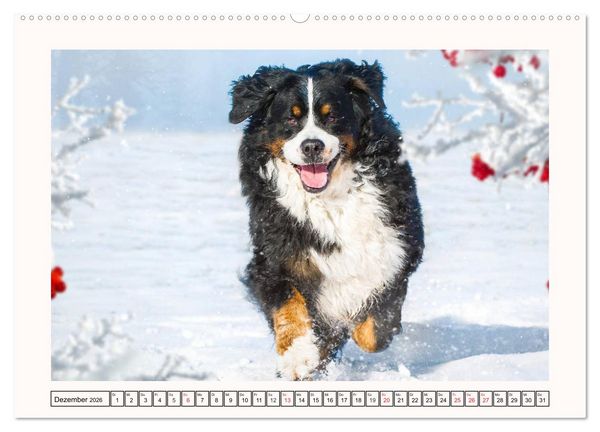 Produktbild: Berner Sennenhunde - Tr&auml;umereien (Wandkalender 2026 DIN A2 quer), CALVENDO Monatskalender