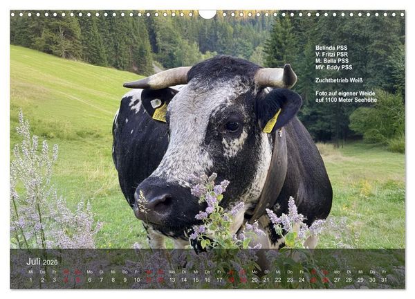 Produktbild: Pustertaler Sprinzen und Schecken 2026 (Wandkalender 2026 DIN A3 quer), CALVENDO Monatskalender