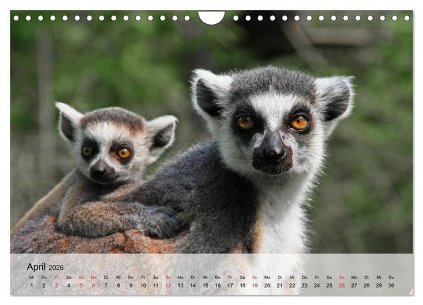Produktbild: Faszination Affen. Kobolde zum Verlieben (Wandkalender 2026 DIN A4 quer), CALVENDO Monatskalender