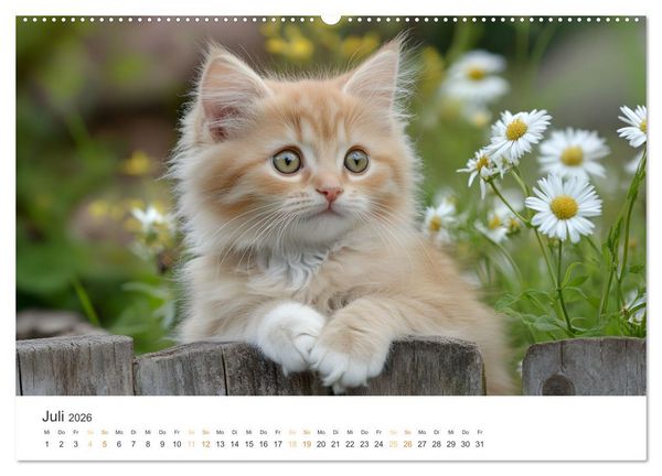 Produktbild: Zauberhafte Katzenbabys (hochwertiger Premium Wandkalender 2026 DIN A2 quer), Kunstdruck in Hochglanz