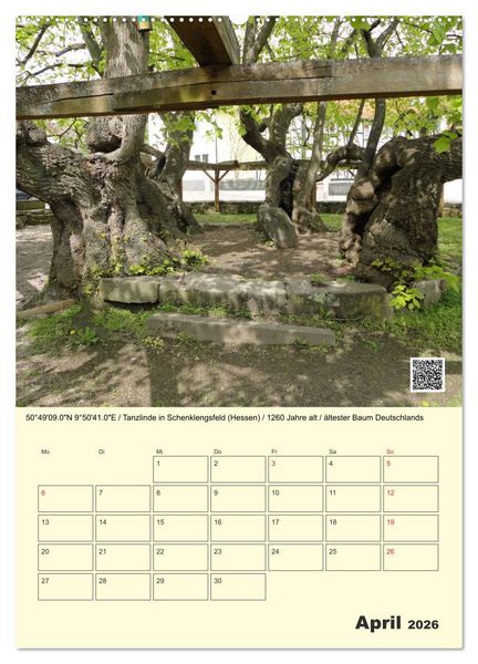 Produktbild: Uralt - Mit QR-Code und GPS zu alten B&auml;umen (Wandkalender 2026 DIN A2 hoch), CALVENDO Monatskalender