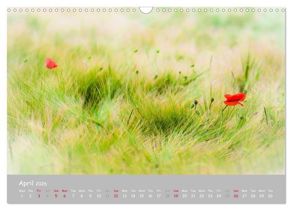 Produktbild: Poppy Love (Wall Calendar 2026 DIN A3 landscape), CALVENDO 12 Month Wall Calendar